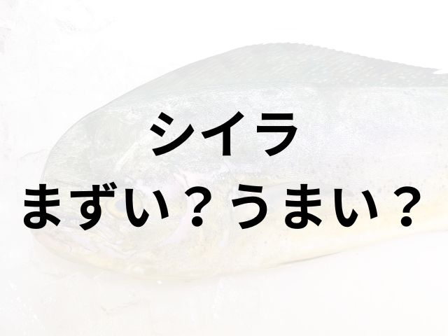 シイラアイキャッチ画像