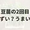 2回目の豆苗アイキャッチ画像