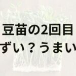 2回目の豆苗アイキャッチ画像