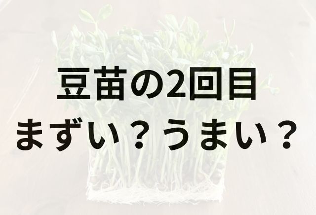 2回目の豆苗アイキャッチ画像